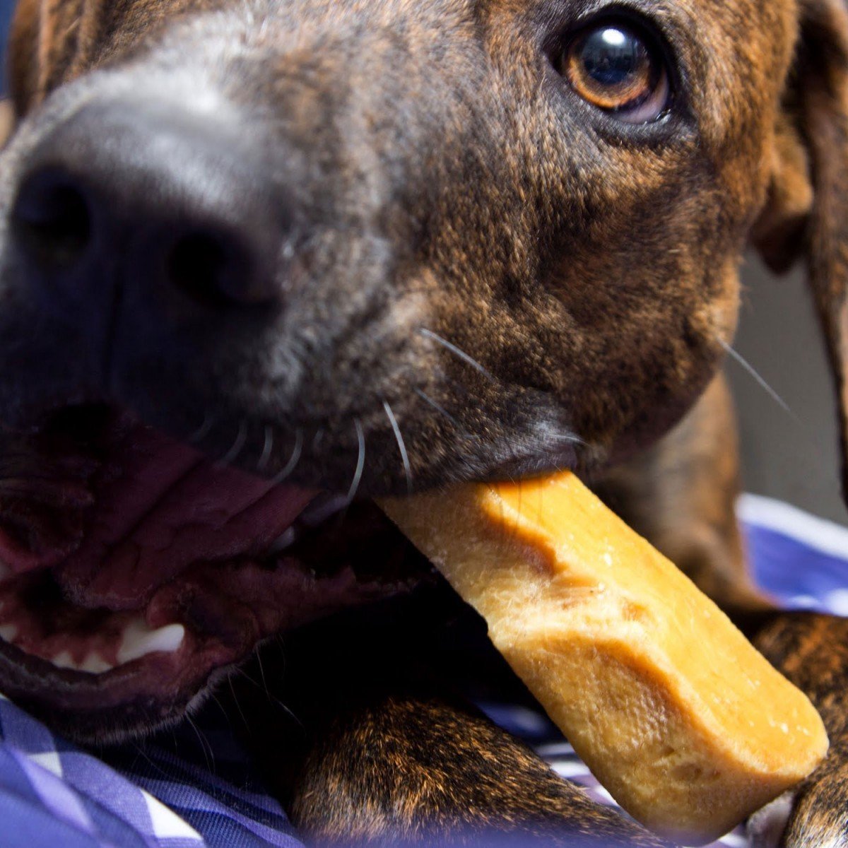 Gold Yak Chews Himalayan Milk Chews for Large Dogs